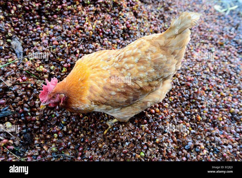 Descubre el Misterio de la Carretera de Pollo en España y Juega Ahora, jugar chicken road